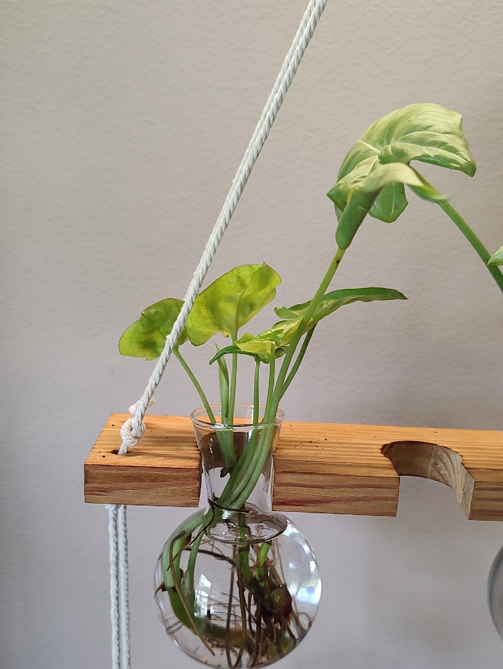 Syngonium Plant Start